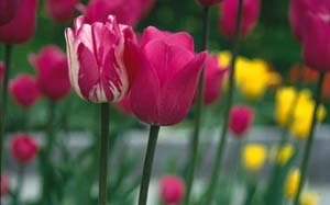 Sista chansen för tulpaner - Vi i Villa