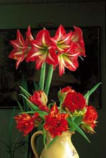 Vinterns blommande underverk - Vi i Villa