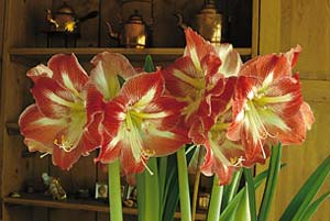 Vinterns blommande underverk - Vi i Villa