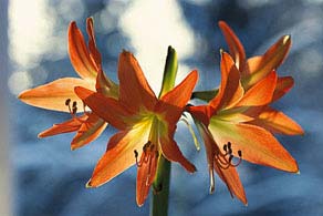 Vinterns blommande underverk - Vi i Villa