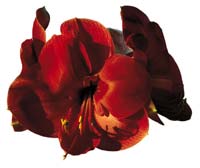 Vinterns blommande underverk - Vi i Villa