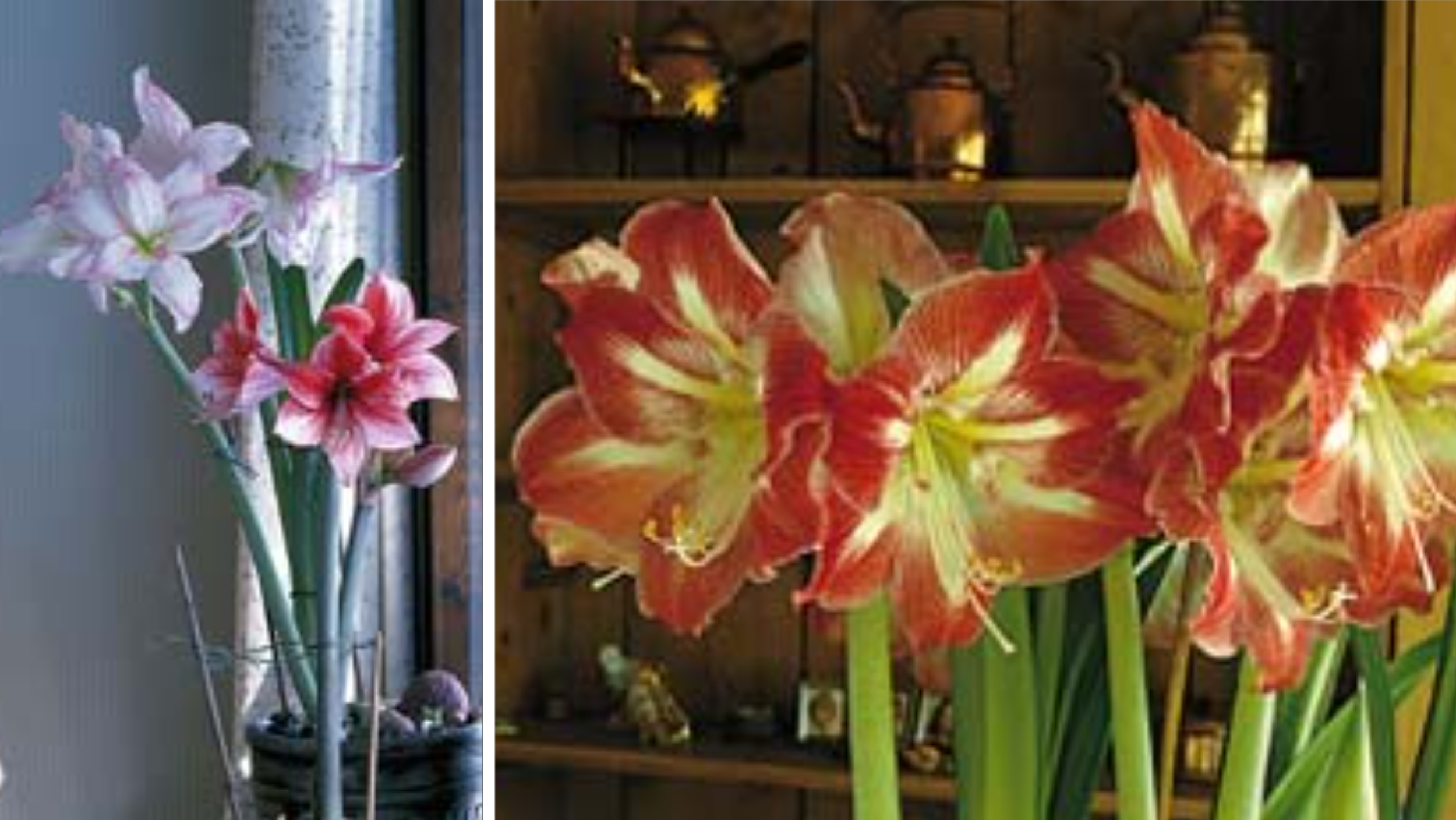 Snart väntar oss en fantastisk blomsterupplevelse – den mirakulösa amaryllisblomningen. Det är ofattbart att en krukväxt mitt i mörkaste vintern kan bjuda på så undersköna klockor.