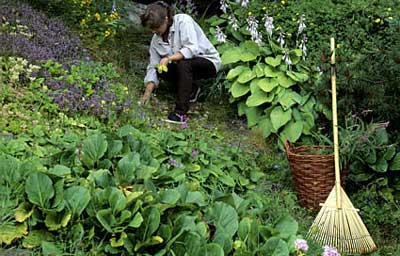 Har du en slänttomt är du lyckligt lottad. Glöm att det skulle vara problemområdet i trädgården  – tvärtom kan slänten ge karaktär och det där lilla extra som får förbipasserande att stanna upp och beundra din trädgård. Vår trädgårdsexpert Ylva Landerholm ger här goda råd till alla med slänt.
