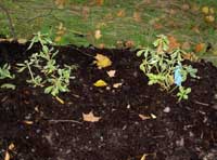 Slänten – bästa stället i trädgården - Vi i Villa