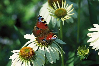 Frökatalogerna är på väg. Nu när det efterlängtade vårvinterljuset börjar lysa och trädgårdslusten kittlas kommer de nya frökatalogerna. Frossa i dem, dröm och planera för sommarens fröjder!