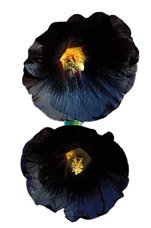 Fynda sommarskönhet i frökatalogerna - Vi i Villa