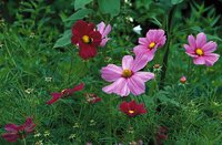 Fynda sommarskönhet i frökatalogerna - Vi i Villa