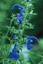 Fynda sommarskönhet i frökatalogerna - Vi i Villa