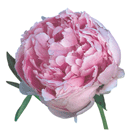 Trädgårdslandet - Vi i Villa