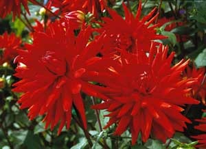 Dahlian – en glamour-girl med herrtycke - Vi i Villa