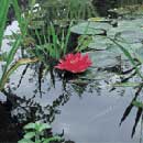 Trädgårdslandet - Vi i Villa