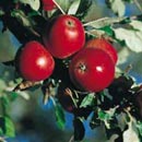 Trädgårdslandet - Vi i Villa