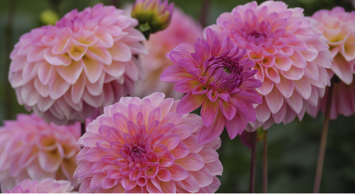 Nu kommer de gamla gentlemännens ”blomsterfästmö” dahlian tillbaka. I all sin koketta och glamorösa prakt var hon under många år på 1900-talet ”ute” i blommornas innekretsar, av växtsnobbar betraktad som en vulgär prålfröken. Men nu är glamouren tillåten i trädgården igen.