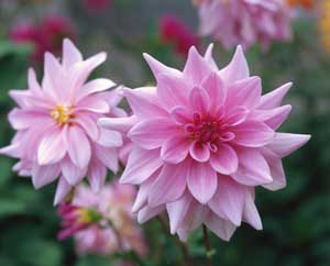 Dahlian – en glamour-girl med herrtycke - Vi i Villa