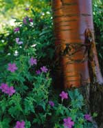 Pärla i söder - Vi i Villa