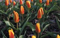 Vårblommor i trädgården - Vi i Villa