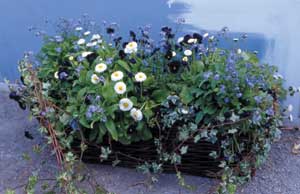 Vårblommor i trädgården - Vi i Villa