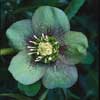 Julrosen – vinterns blommande mirakel - Vi i Villa