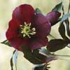Julrosen – vinterns blommande mirakel - Vi i Villa