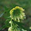Julrosen – vinterns blommande mirakel - Vi i Villa