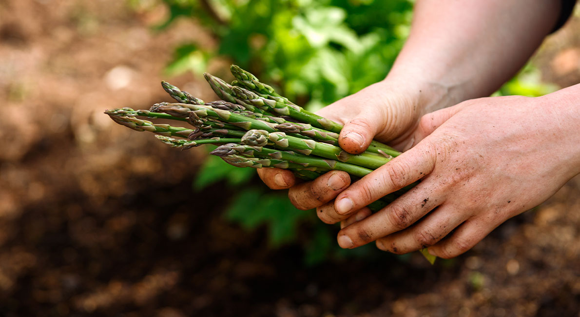 Riktigt färsk nyskördad sparris är en läckerhet som är svår att få tag på  men som är lätt att odla själv. Om du börjar med bra plantor kan du skörda de första egna sparrisstänglarna redan efter ett år. Dessutom är det en mycket dekorativ växt, på hösten bildar de höga plymerna en tät häck.