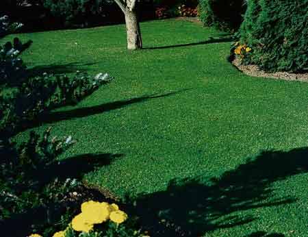 En sammetslen paradgräsmatta eller ett tåligt underlag för ungarnas lekar? Oavsett vilken typ av gräsmatta som passar din trädgård är det viktigt att hålla den frisk. Här får du skötseltips om din gräsmatta.