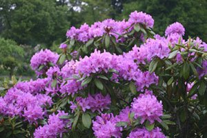 Dags att beskära i mars - Vi i Villa