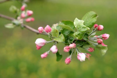 Mars är den bästa tiden för att beskära de flesta buskar, då är de fortfarande i vinterdvala, men på väg att vakna.