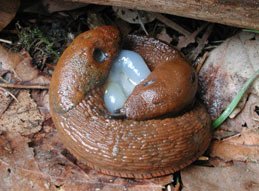 Så slipper du mördarsniglarna - Vi i Villa