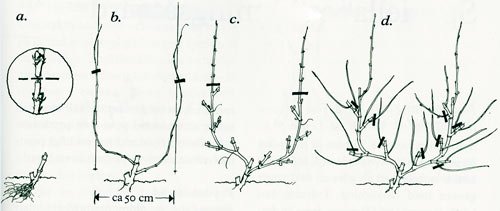 Odla egna vindruvor - Vi i Villa
