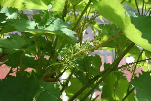 Att odla vindruvor behöver varken vara krångligt eller enbart förunnat boende i södra Sverige.