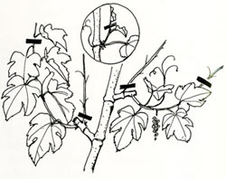 Odla egna vindruvor - Vi i Villa