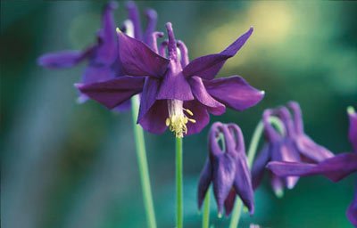Himmelskt blå blommor - Vi i Villa