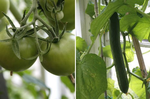 7 bästa tipsen för växthuset - Vi i Villa