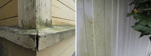 Tvätta fasaden – Bekämpa naturen naturligt - Vi i Villa