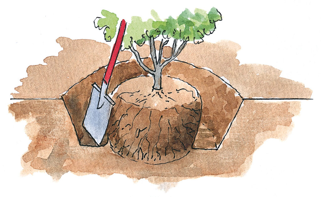 Flytta buskar – gräv ett dike