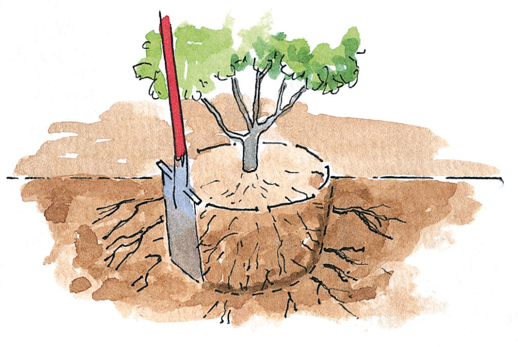Flytta buskar – markera med spade