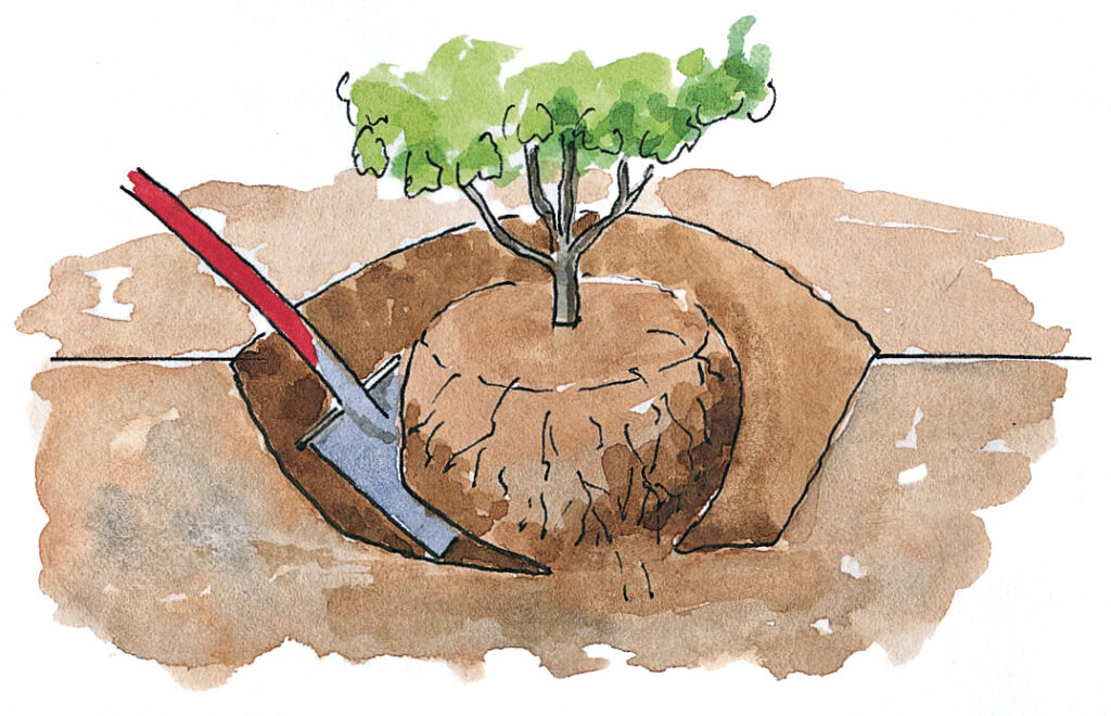 Flytta buskar – stick under rotklumpen