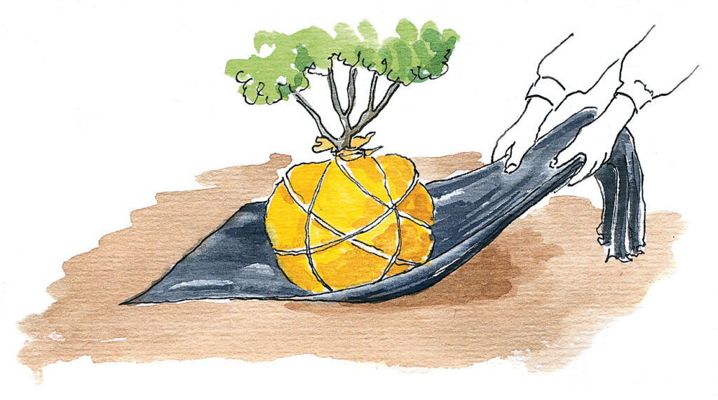 Flytta buskar – Dra bort busken