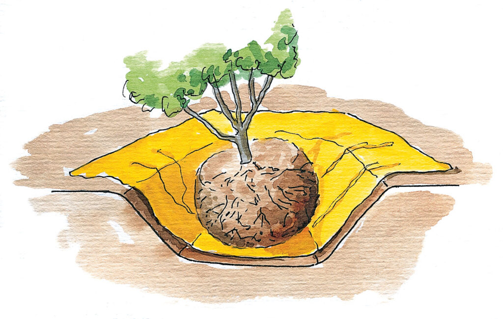 Flytta buskar – vippa busken