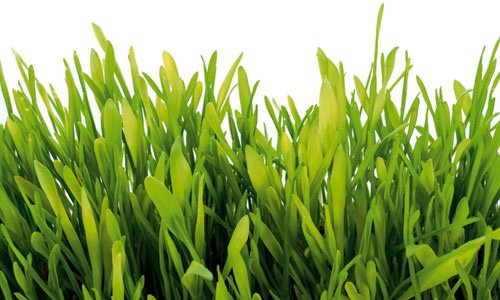 Vår miljöexpert Johan Tell listar sina bästa eko-favoriter.