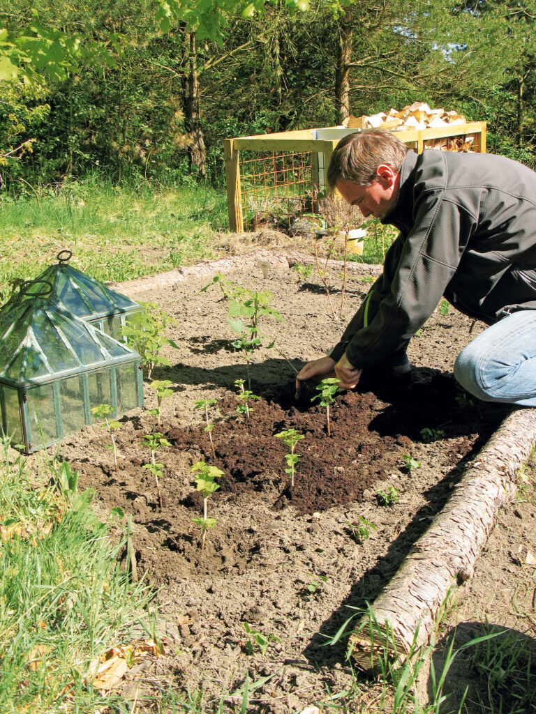 ta sticklingar vintersticklingar buskar