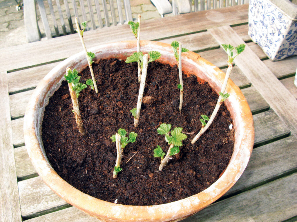 ta sticklingar vintersticklingar buskar