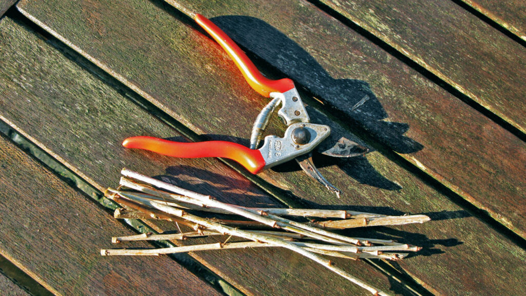 Så tar du vintersticklingar – och får gratis buskar - Vi i Villa