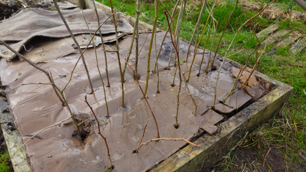 Så tar du vintersticklingar – och får gratis buskar - Vi i Villa