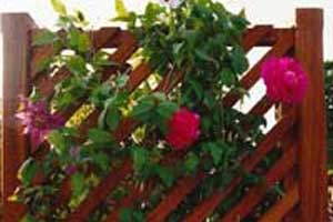 Så bygger du en snygg spaljé - Vi i Villa