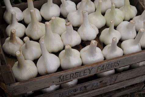 7 steg till egen vitlök - Vi i Villa