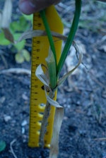 7 steg till egen vitlök - Vi i Villa