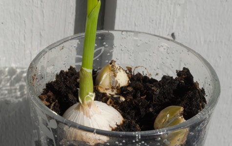 7 steg till egen vitlök - Vi i Villa