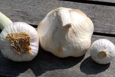 Doften av vitlök hör Medelhavet till men i Sverige lär vi faktisk ha odlat vitlök sedan vikingatiden. Att odla vitlök är verkligen något för oss lata – enkelt, och gott. Sätt dem nu och skörda i juni nästa år.